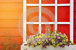 Red wooden wall with white window decorated with Geranium flowers, Flare light