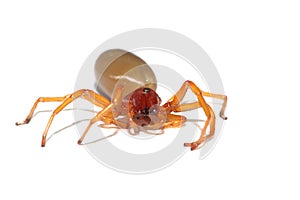 Red woodlouse spider