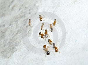 Red Worker Ants with Eggs and Pupa on the Wall