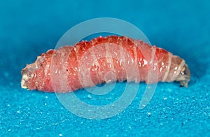 Red worm of maggots on a blue background