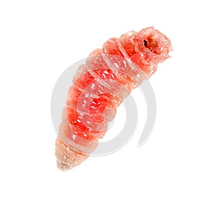 Red worm of maggots on a white background