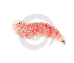 Red worm of maggots on a white background