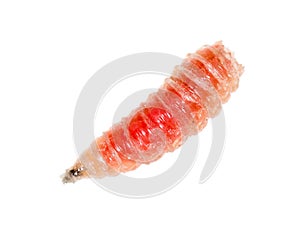 Red worm of maggots on a white background