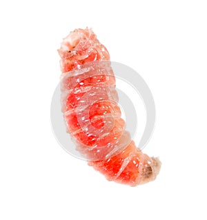 Red worm of maggots on a white background