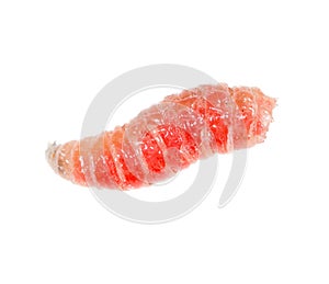 Red worm of maggots on a white background