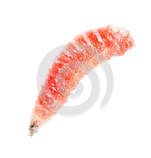 Red worm of maggots on a white background