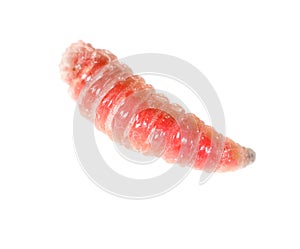 Red worm of maggots on a white background