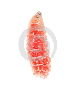 Red worm of maggots on a white background