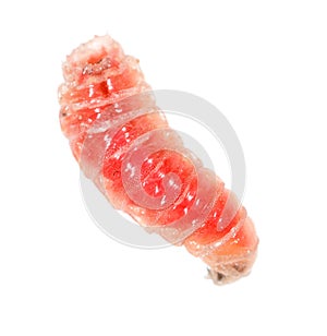Red worm of maggots on a white background