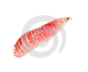 Red worm of maggots on a white background