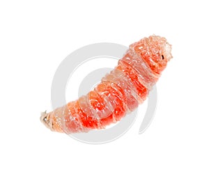 Red worm of maggots on a white background