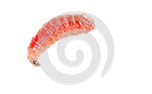 Red worm of maggots on a white background