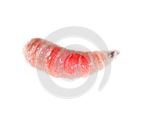 Red worm of maggots on a white background