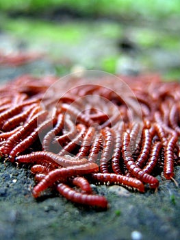 Red Worms