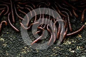 Red worms