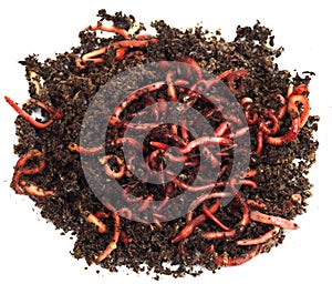 Red worms in compost