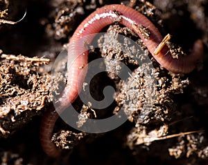 Red worms in compost. macro