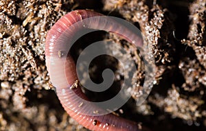 Red worms in compost. macro