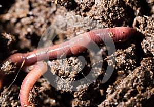 Red worms in compost. macro