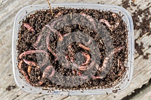 Red worms Dendrobena in a box in manure, earthworm live bait for fishing