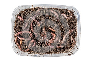 Red worms Dendrobena in a box in manure, earthworm live bait for fishing isolated on white background. Close up and top view