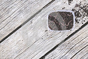 Red worms Dendrobena in a box in manure, earthworm live bait for fishing on wooden surface, Fishing concept.