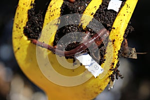 Red Worms, Dendrobena Veneta, common compost worm in a yellow pitchfork