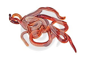 Red worms on white background