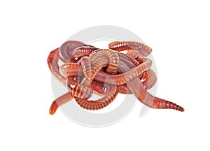 Red worms on white background