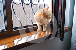 A red yard cat enters the house through an open window