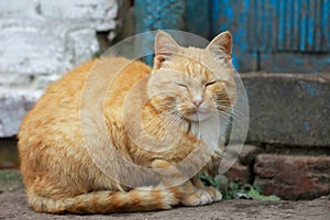 Red yard cat sitting sleeping