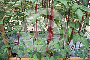 Red yard long bean plantation Vigna unguiculata. Red long bean cultivation background