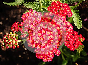 Red Yarrow (Achillea) blossoms