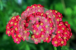 Red yarrow flower cluster