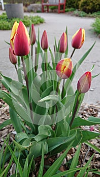 Red yello pink tulips Guelph enabling gardens Ontario canada photo