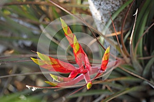Red and yellow airplant flower in Everglades National Park, Florida photo