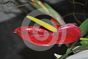 Red and yellow anthurium flower in a garden