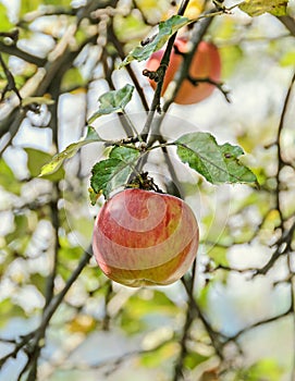Red, yellow apple fruits in the tree, apple tree branch. The apple tree (Malus domestica), rose family