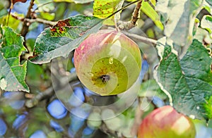 Red, yellow apple fruits in the tree, apple tree branch.