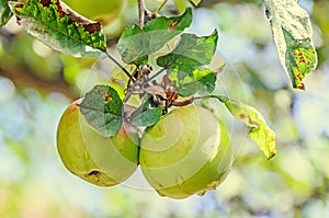 Red, yellow apple fruits in the tree, apple tree branch.