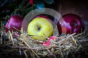 Red and yellow Apples
