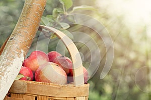 Red and yellow apples in the basket - Autumn at the rural garden with sunlight