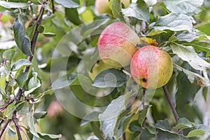 Red and yellow apples in a garden on a tree branch