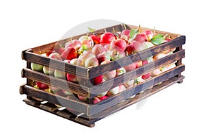 Red and yellow apples with green leaves in a wooden crate. Isolate on a white background.