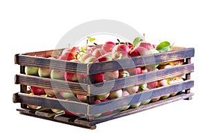 Red and yellow apples with green leaves in a wooden crate. Isolate on a white background.