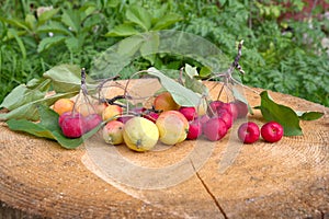 Red and yellow apples ranet on a stump in the garden photo