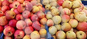 Red and yellow autumn apples. Superfood apple