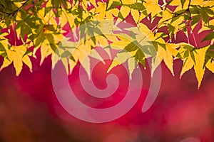 Red and yellow autumn leaves background