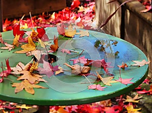 Red and yellow autumn leaves on the green wet table