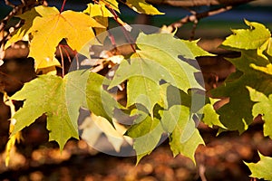 Red and yellow autumn maple leaves